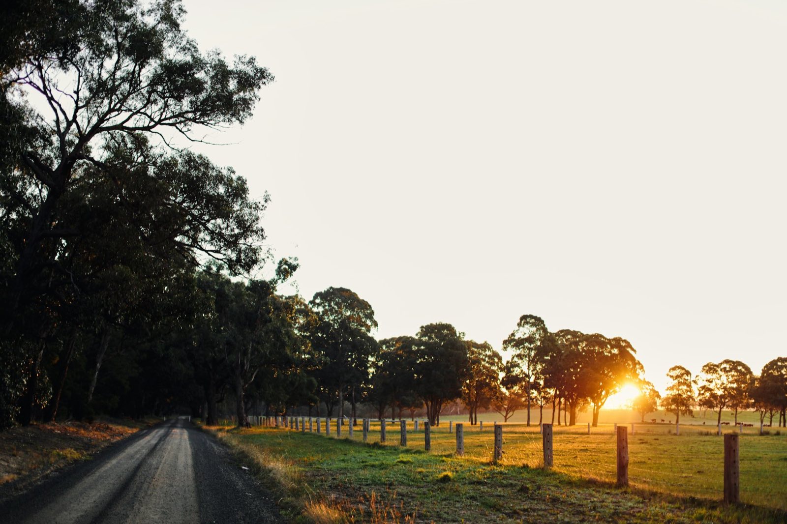 A gravel road through eucalypts and fenced paddocks at golden hour