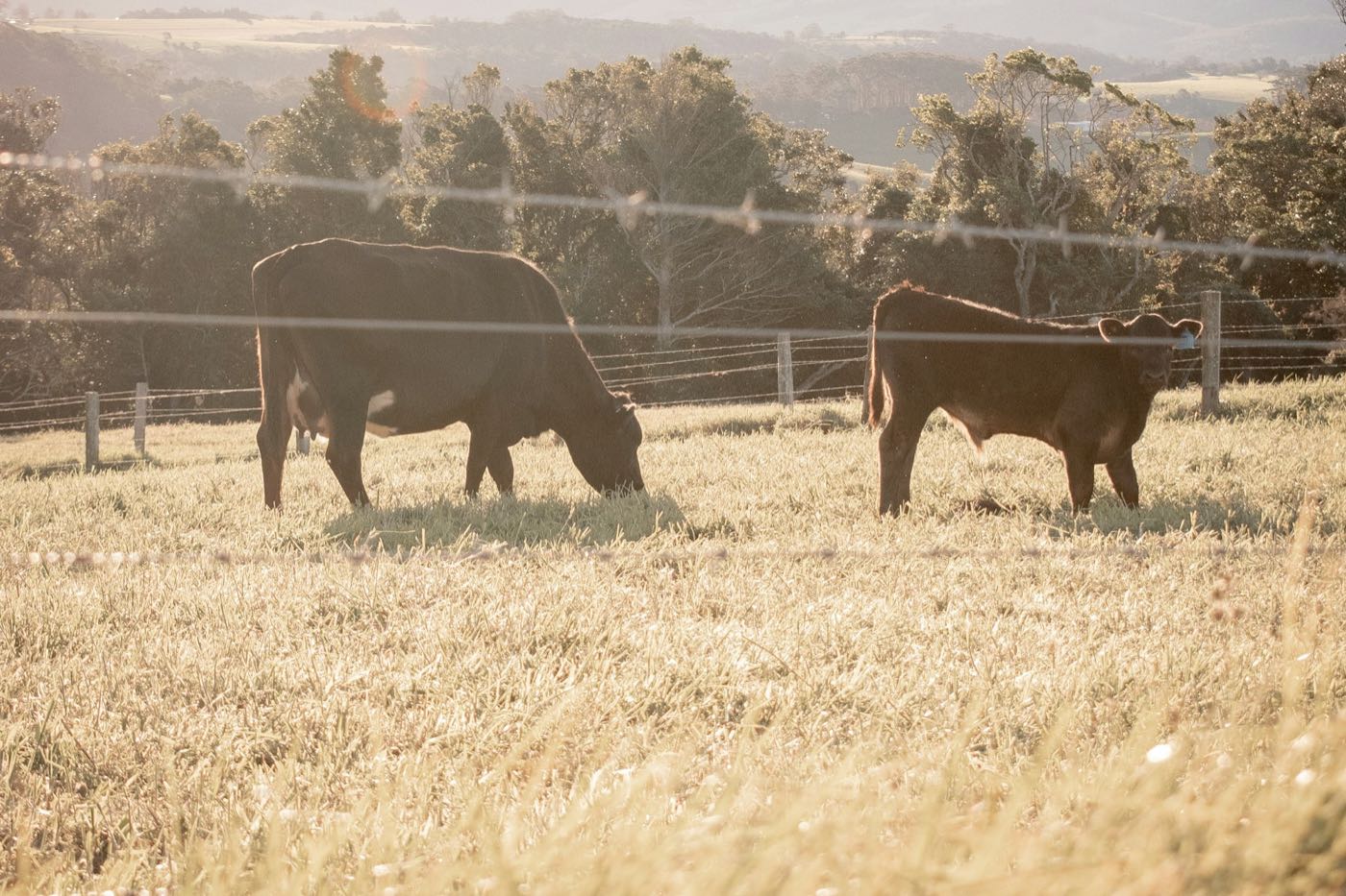 Cattle grazing behind a wire fence in golden morning light